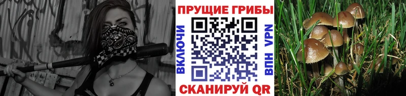 дарк нет телеграм  что такое наркотик  Апатиты  Галлюциногенные грибы мицелий 